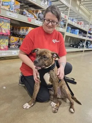 Little Vanilla Meadow thumbnail 5