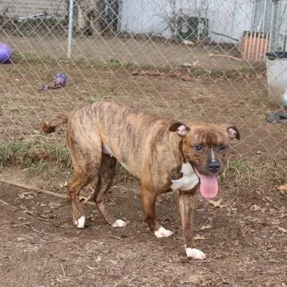 Little Vanilla Meadow thumbnail 6