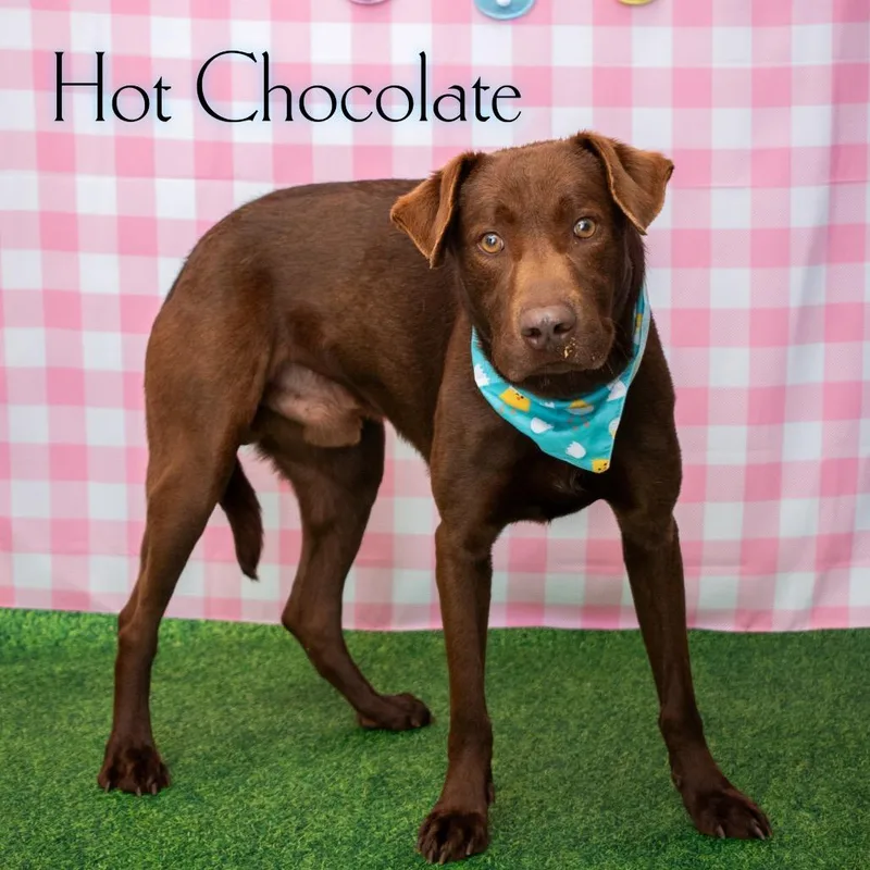 Hot Chocolate thumbnail 3