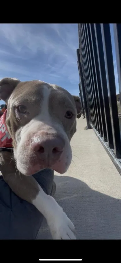 Bean Bag thumbnail 4