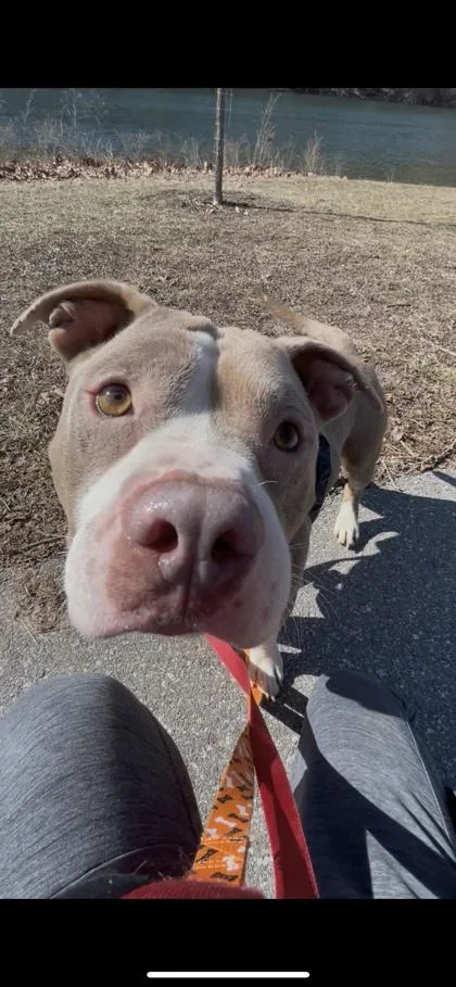 Bean Bag thumbnail 5