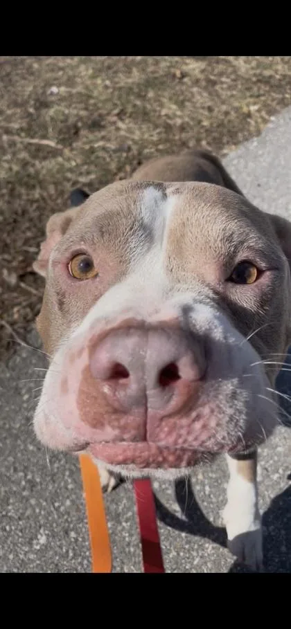 Bean Bag thumbnail 6