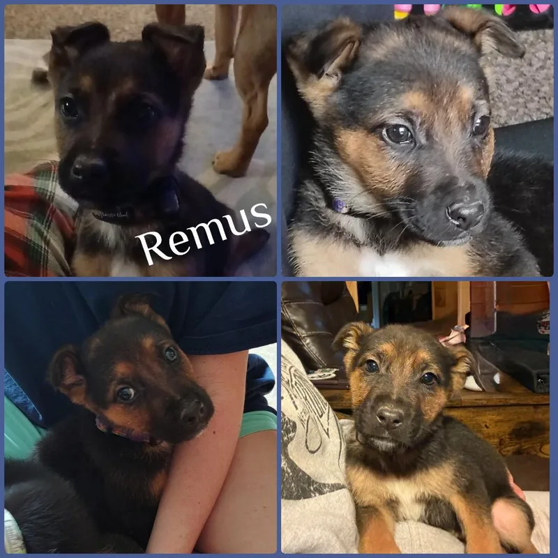 Remus