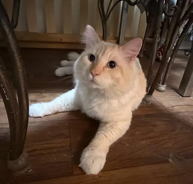 Theodore thumbnail 2