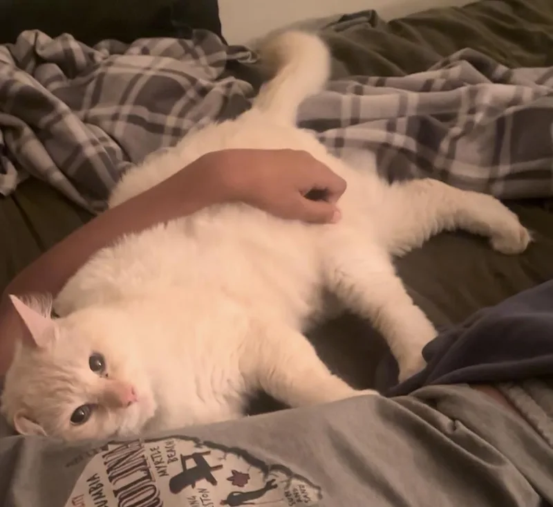 Theodore thumbnail 3