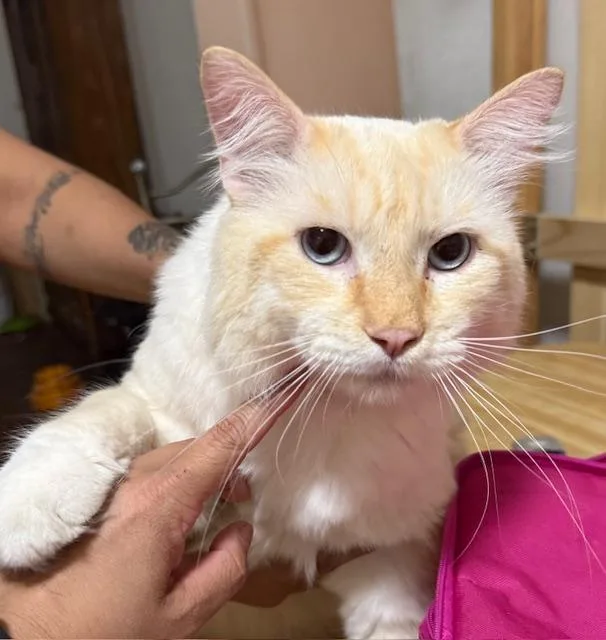 Theodore thumbnail 4