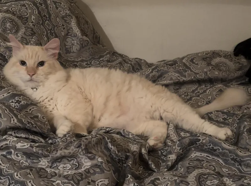 Theodore thumbnail 5