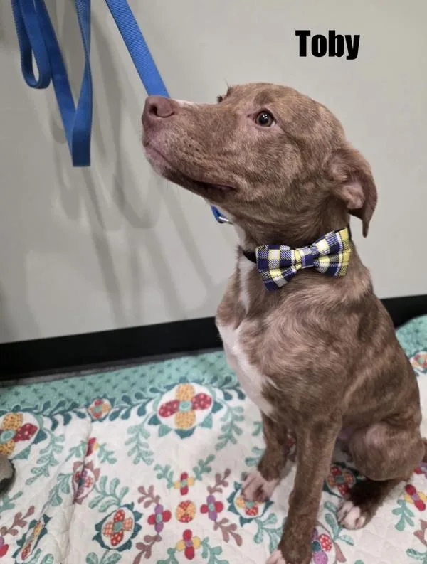 Toby