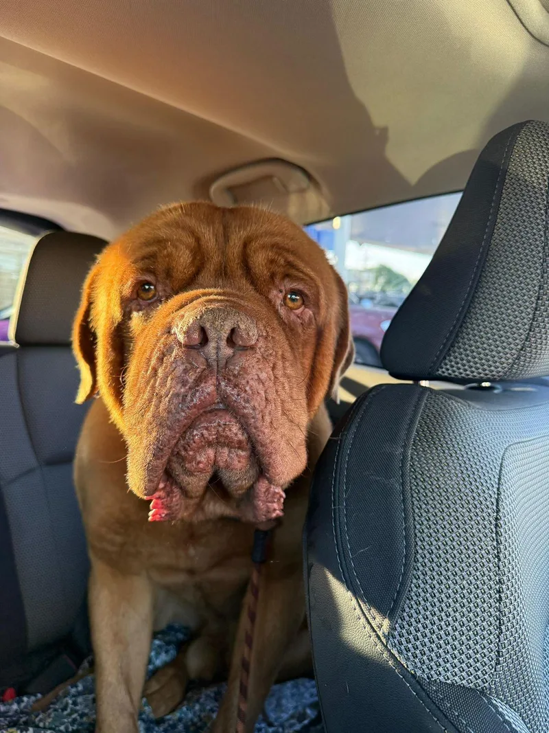 Hercules thumbnail 3