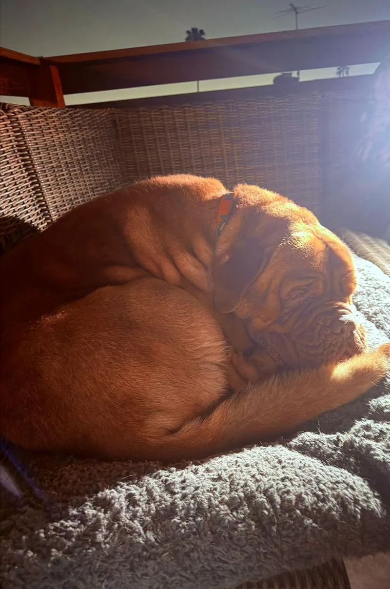 Hercules thumbnail 4