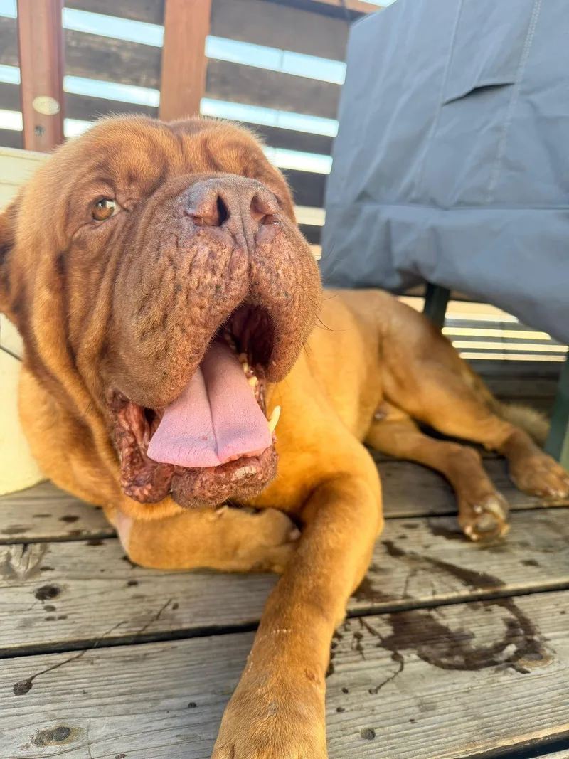 Hercules thumbnail 5