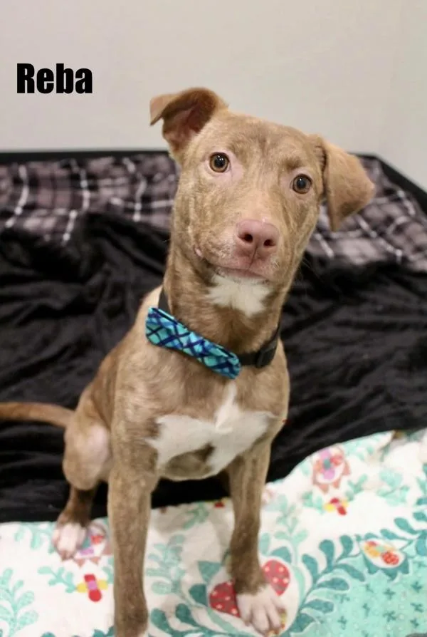 Reba