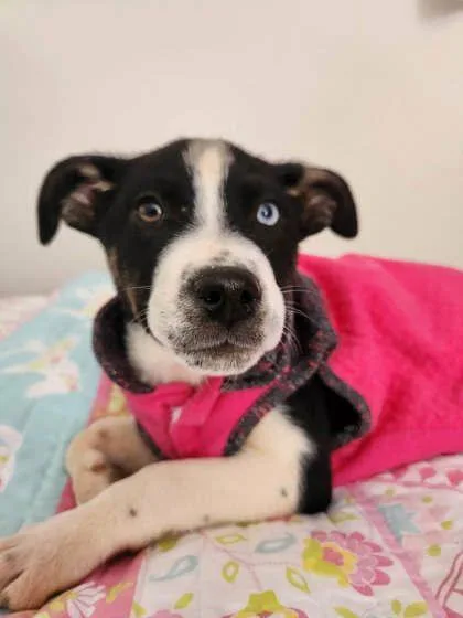 Lou Fleming thumbnail 3