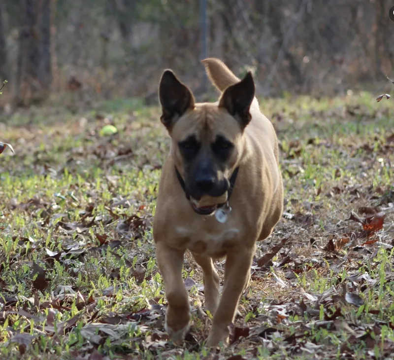 Honeybee thumbnail 3