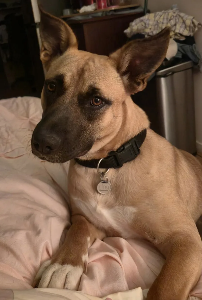 Honeybee thumbnail 4