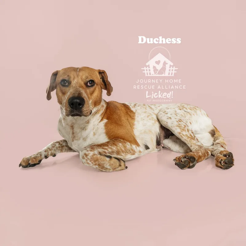 Duchess