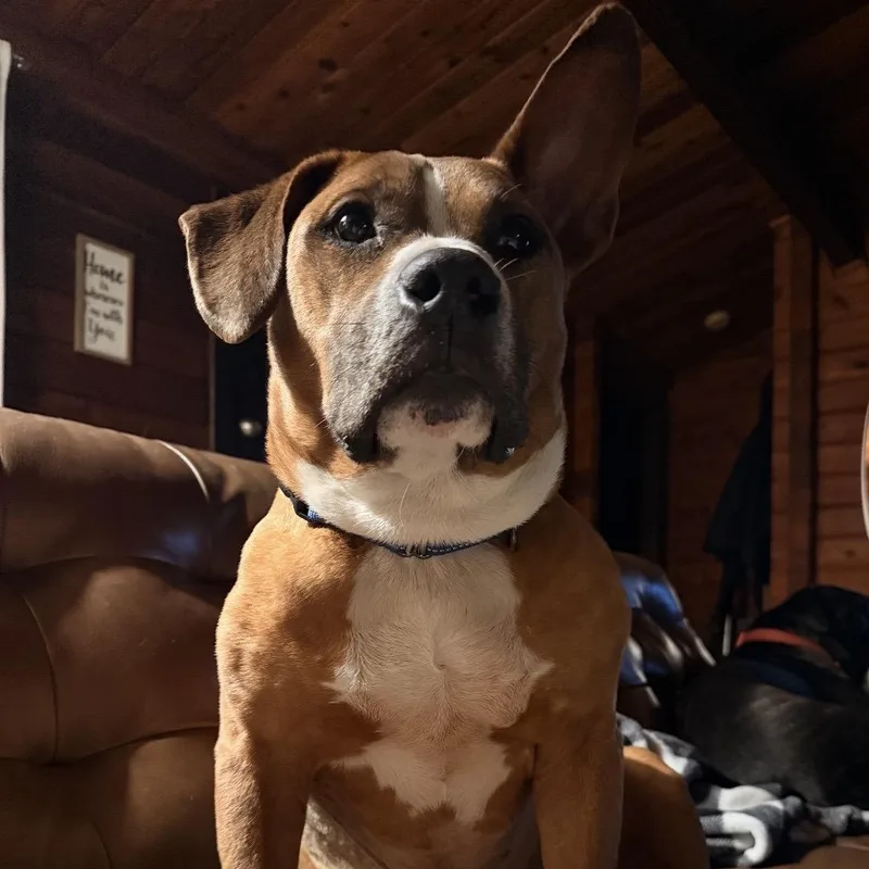 Meatloaf thumbnail 2