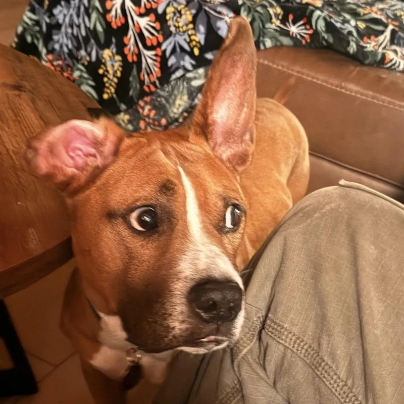 Meatloaf thumbnail 3