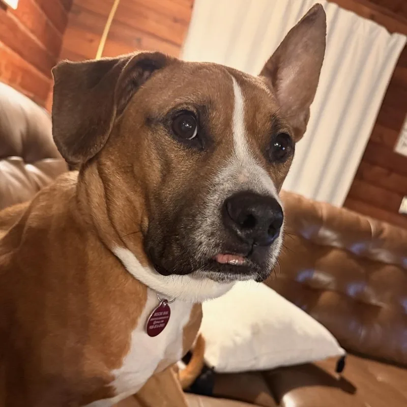 Meatloaf thumbnail 4