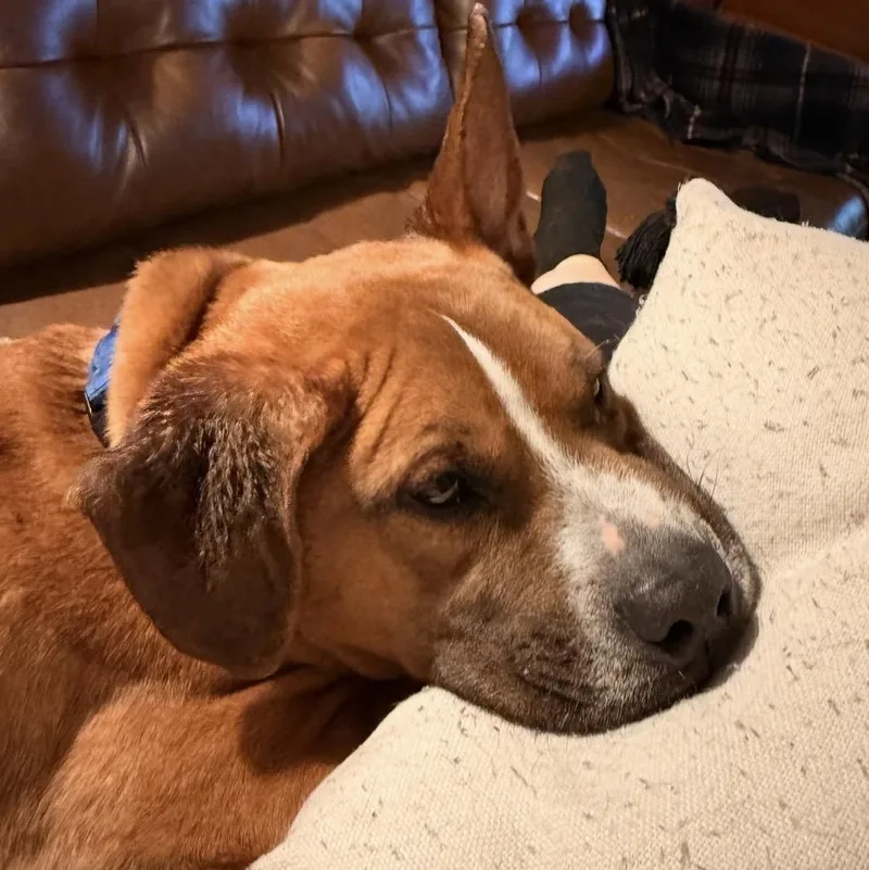 Meatloaf thumbnail 5