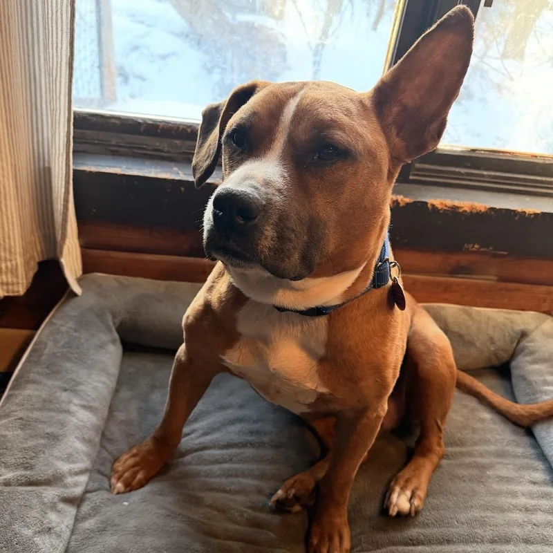 Meatloaf thumbnail 6