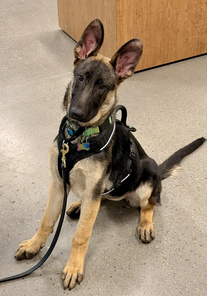 Livie Hera thumbnail 3