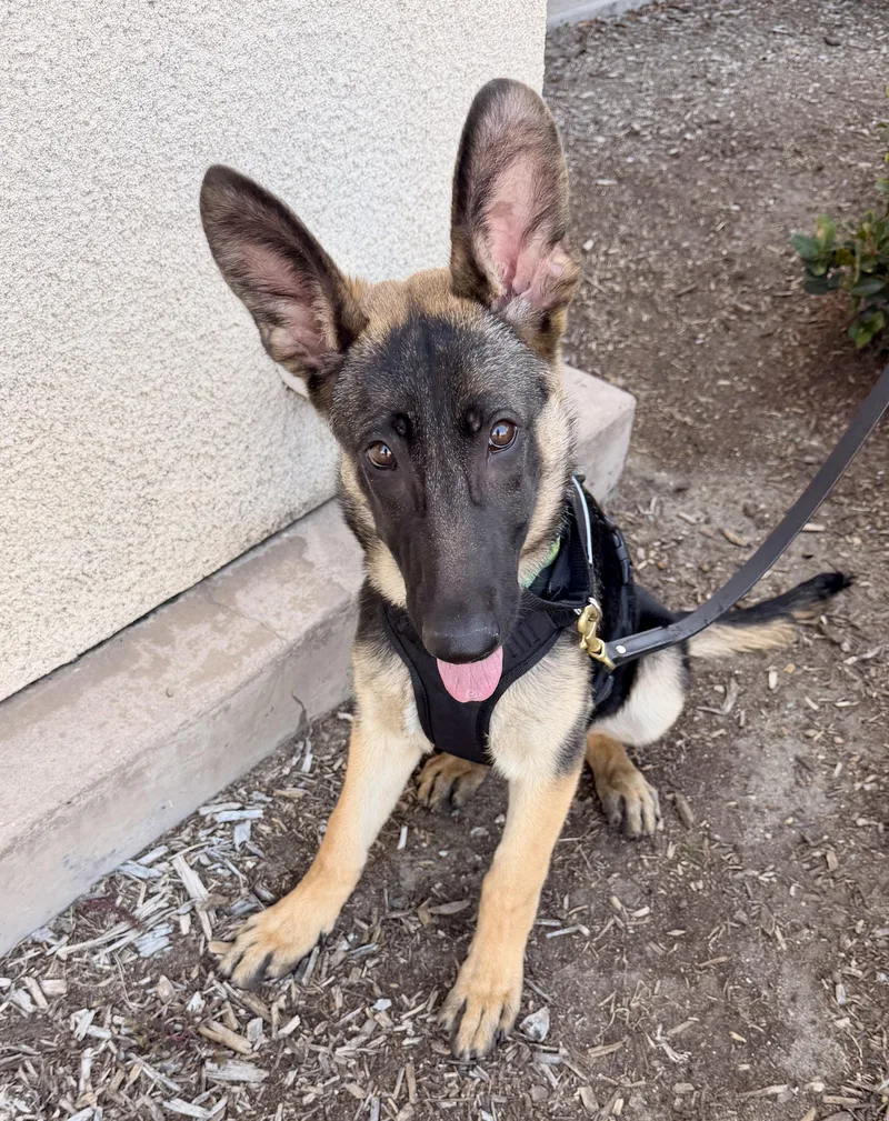 Livie Hera thumbnail 4