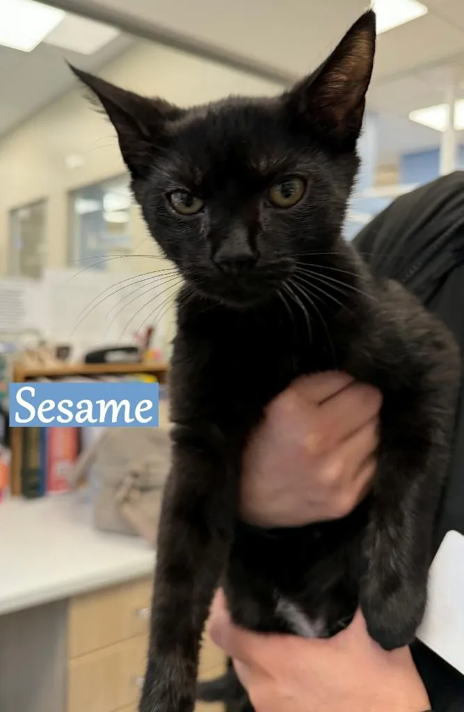 Sesame