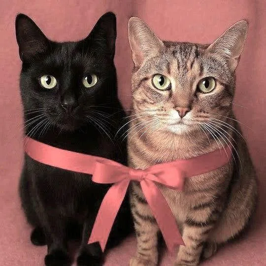 Onyx And Mickey thumbnail 3