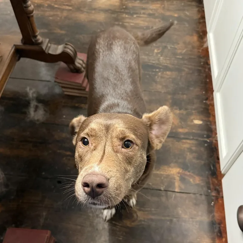 Cimmaron thumbnail 4