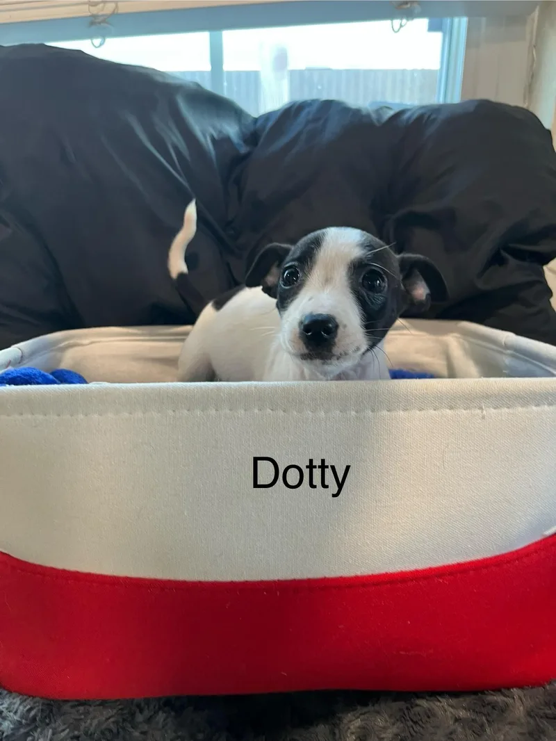 Dotty