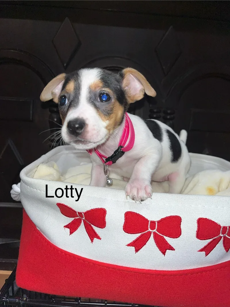 Lotty