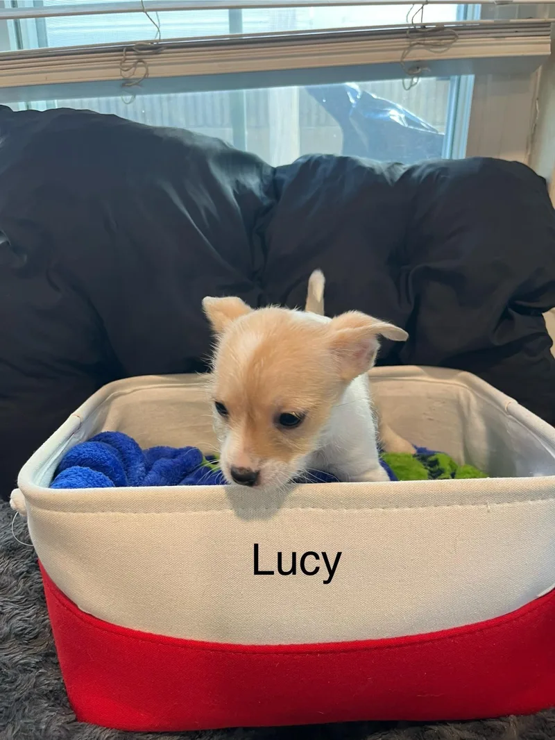 Lucy