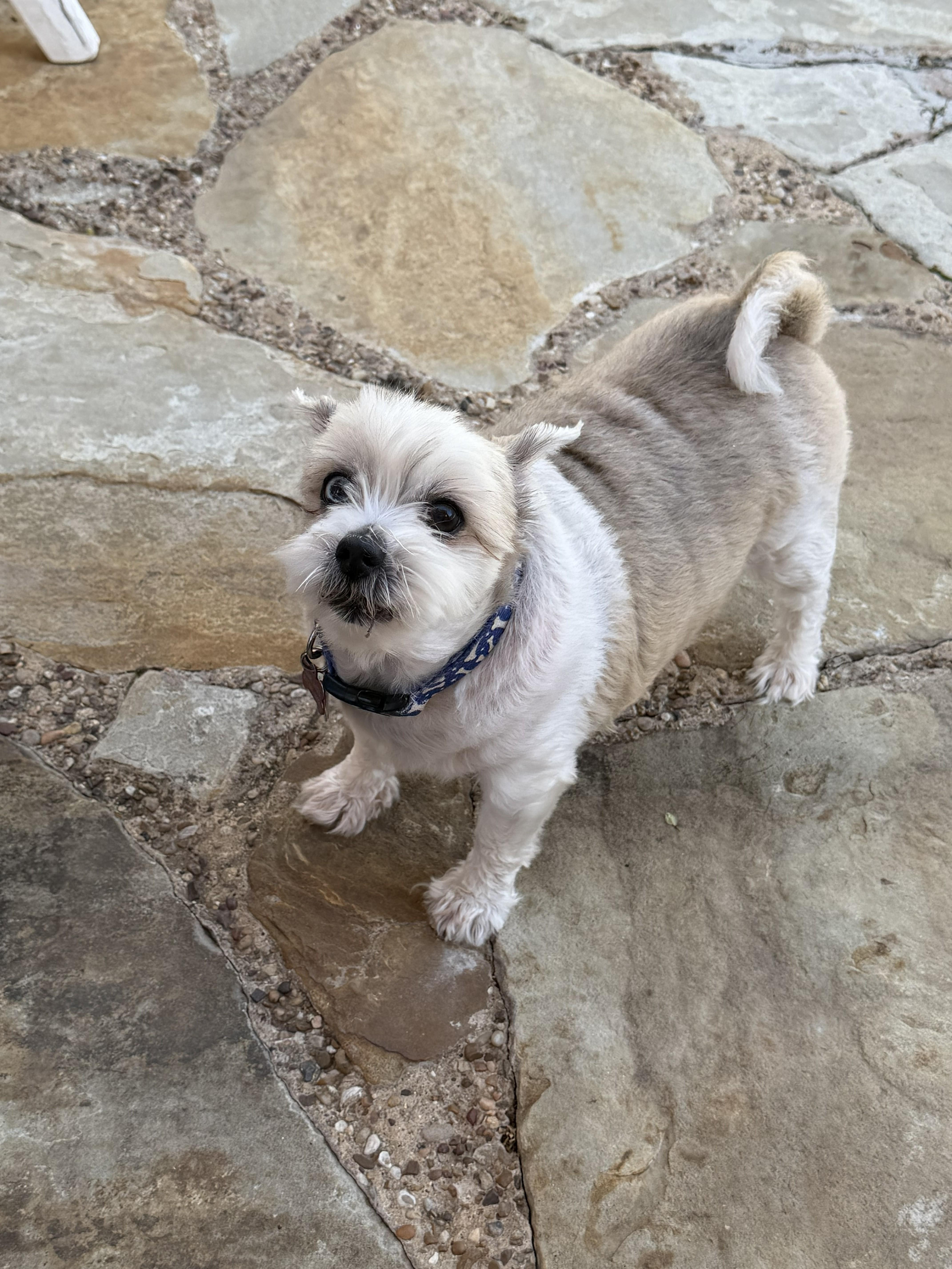 Dynamic Duo Mikey & thumbnail 2