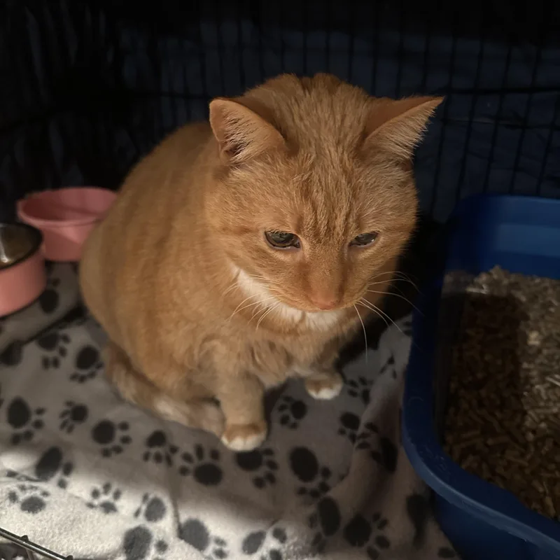 Garfield thumbnail 2