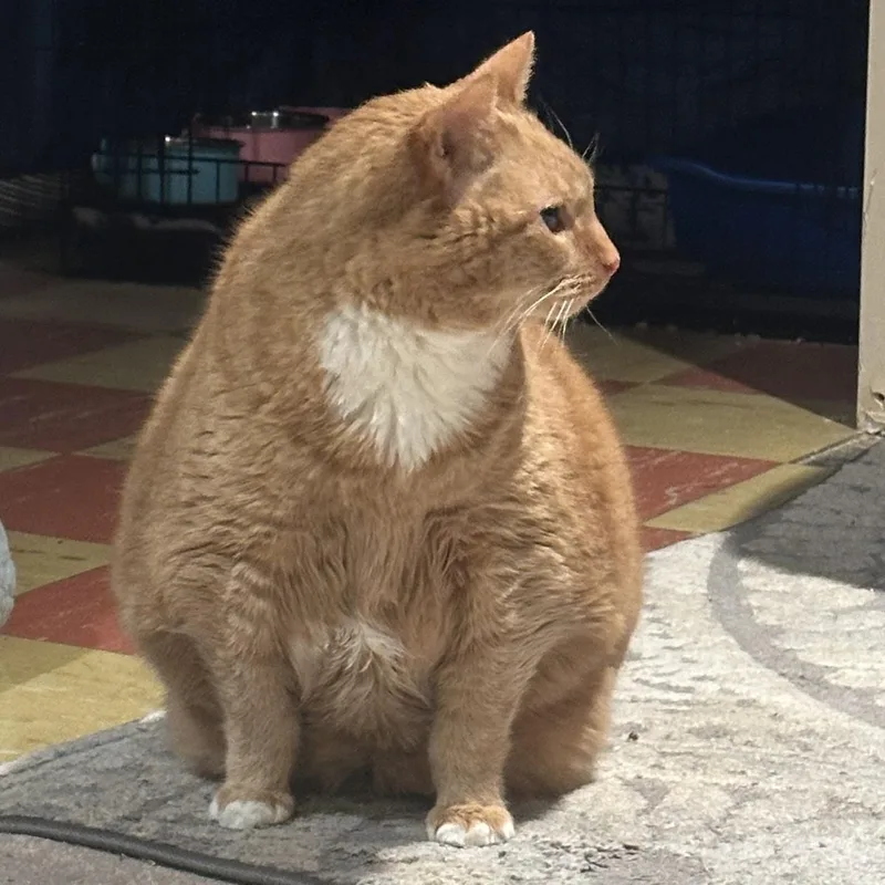 Garfield thumbnail 3