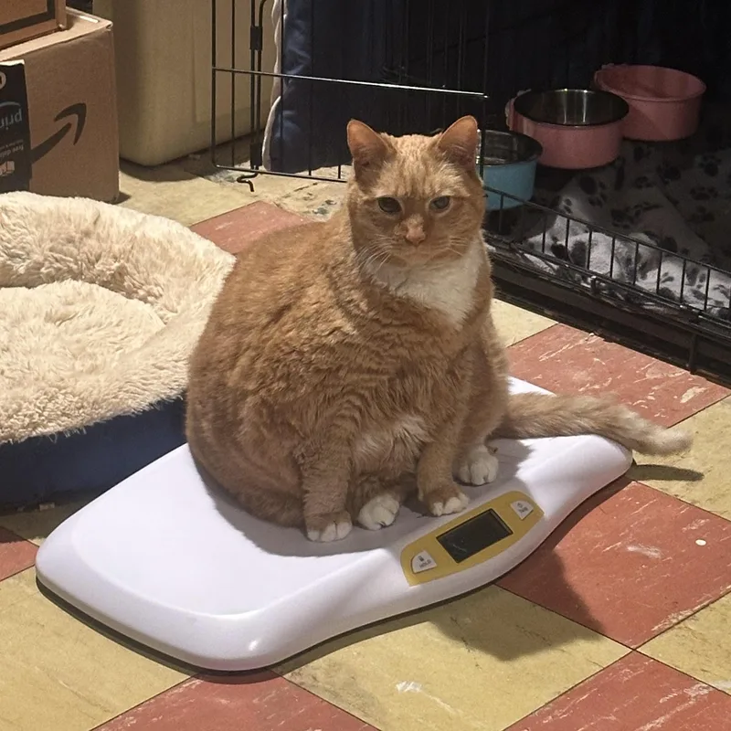 Garfield thumbnail 4