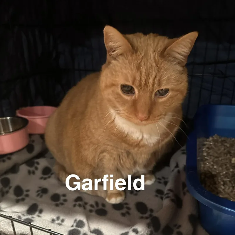 Garfield