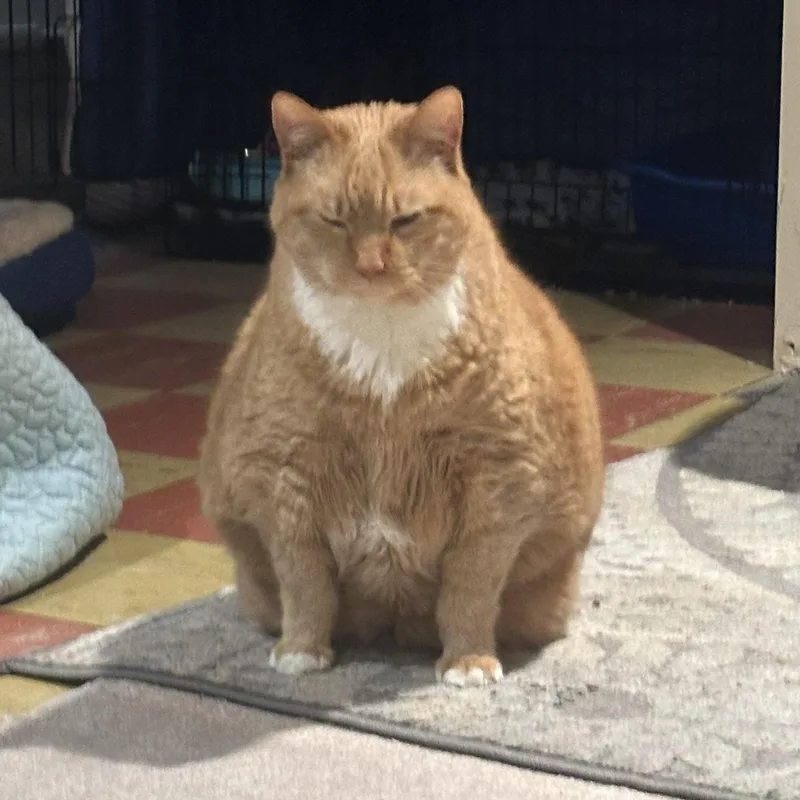 Garfield thumbnail 5