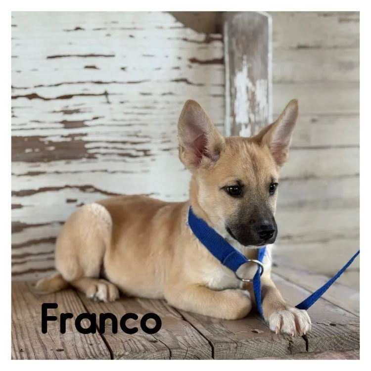 Franco