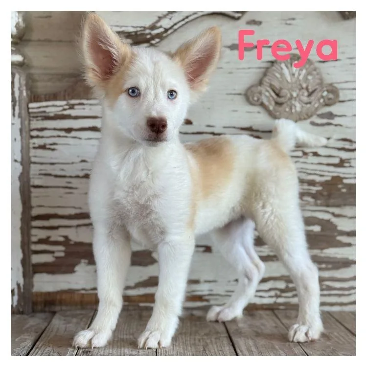 Freya
