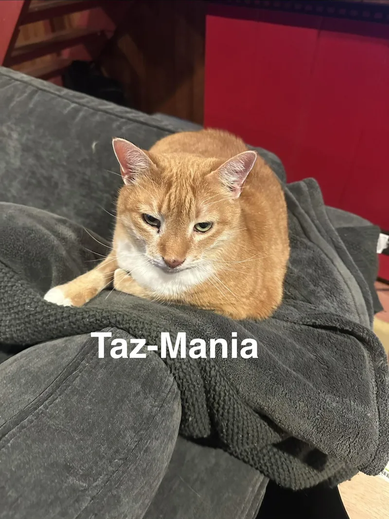 Tazmania