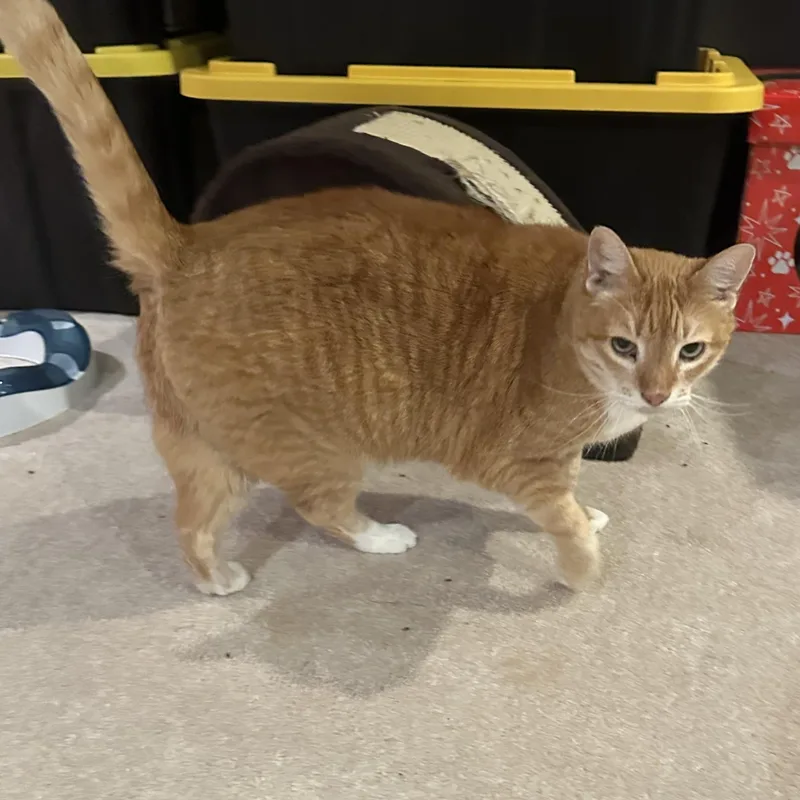 Tazmania thumbnail 2