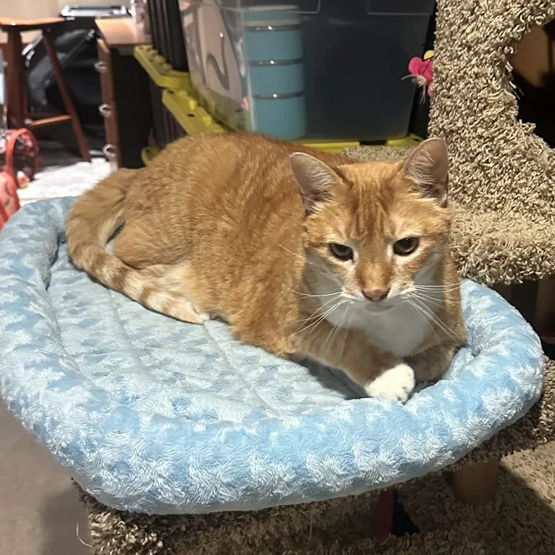 Tazmania thumbnail 4