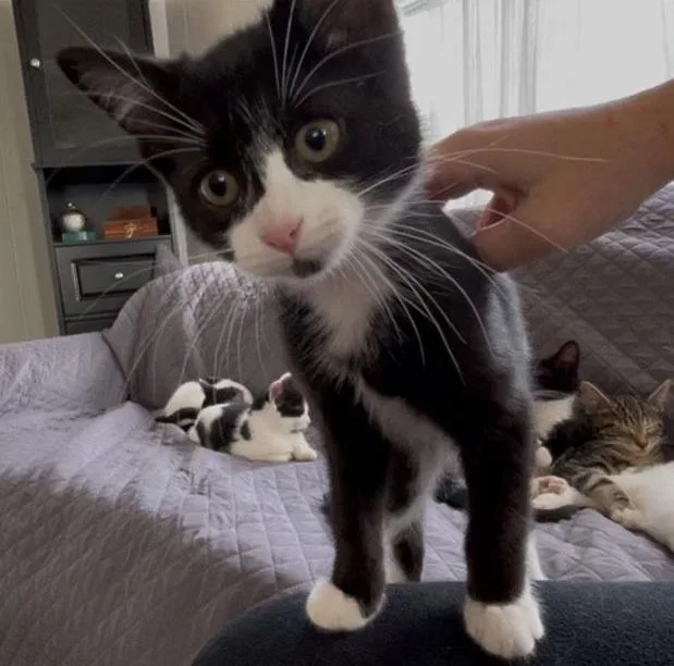 River & Gonzo thumbnail 2