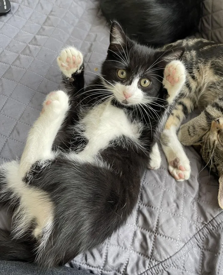 River & Gonzo thumbnail 3