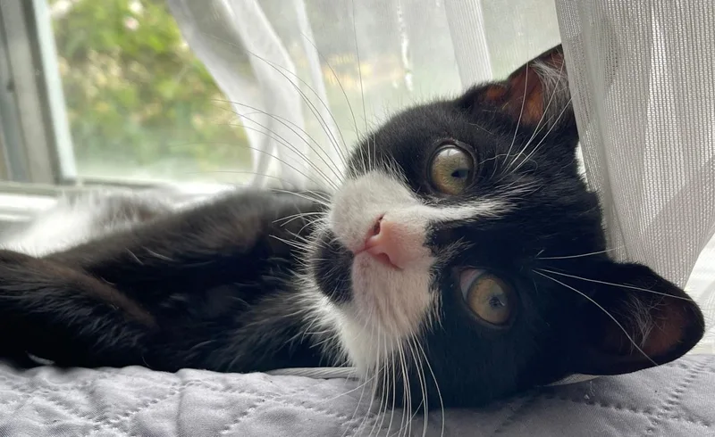 River & Gonzo thumbnail 4