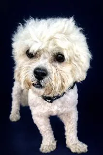 Sherwood thumbnail 2