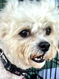 Sherwood thumbnail 3