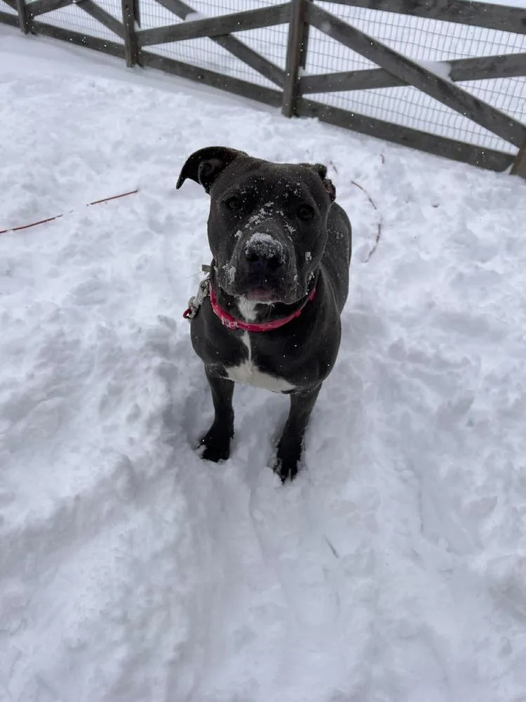 Buttercup thumbnail 2